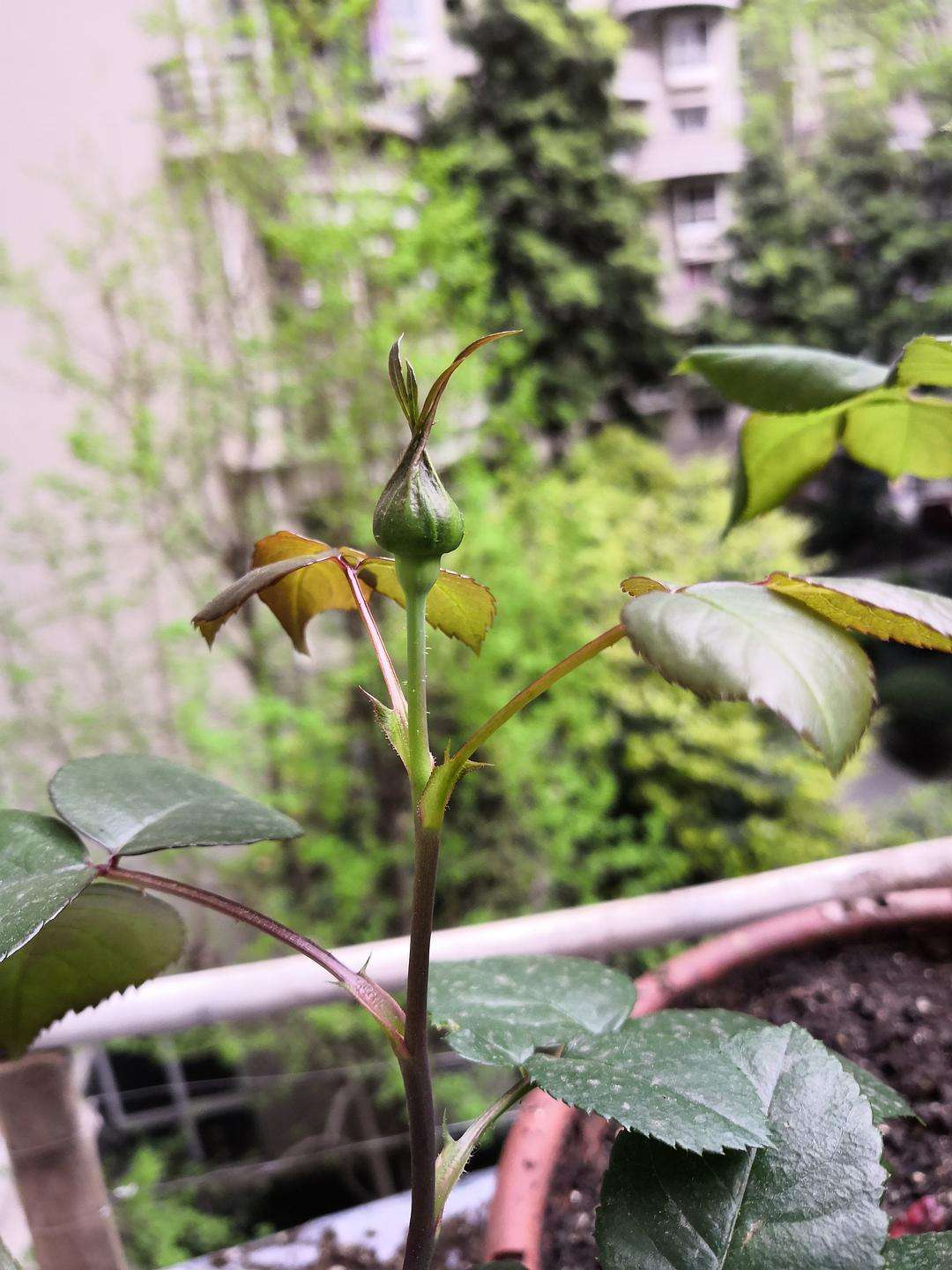 买到激素花苗怎么养,月季花买到激素苗了怎么整