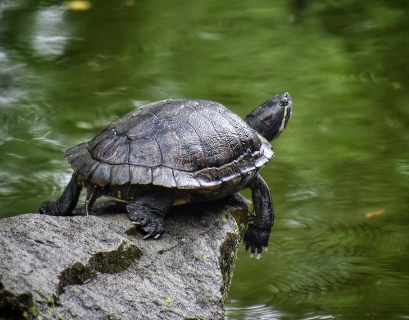 乌龟怎么养才正常,你的乌龟还好吗什么意思