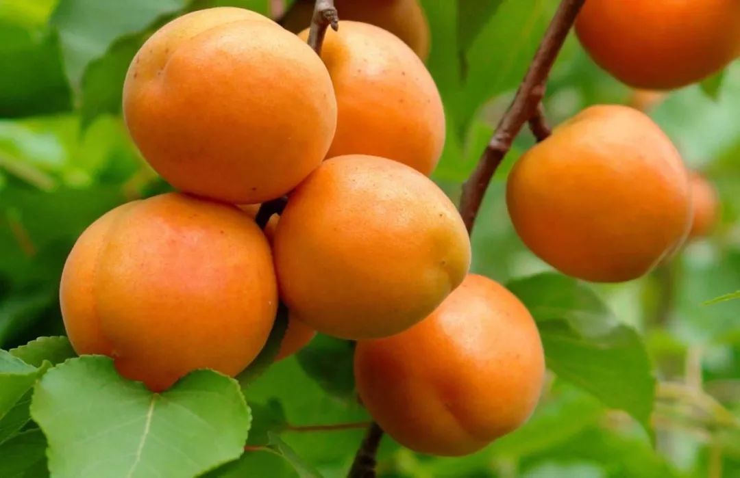 杏仁的种植方法和管理,杏仁种植的方法