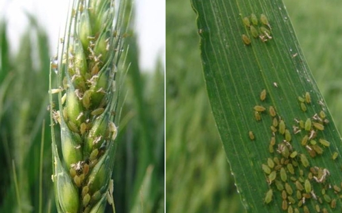 蚜虫的种类及图片大全,蚜虫种类有哪些图片