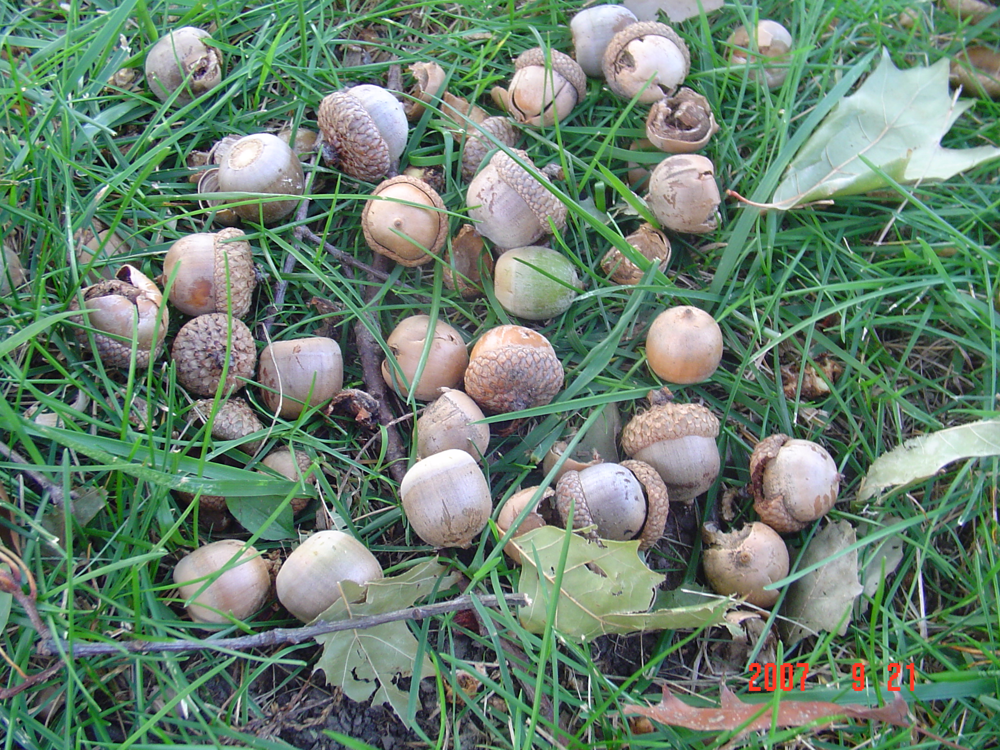 我的“大尾巴”，你在异国他乡还好吗？