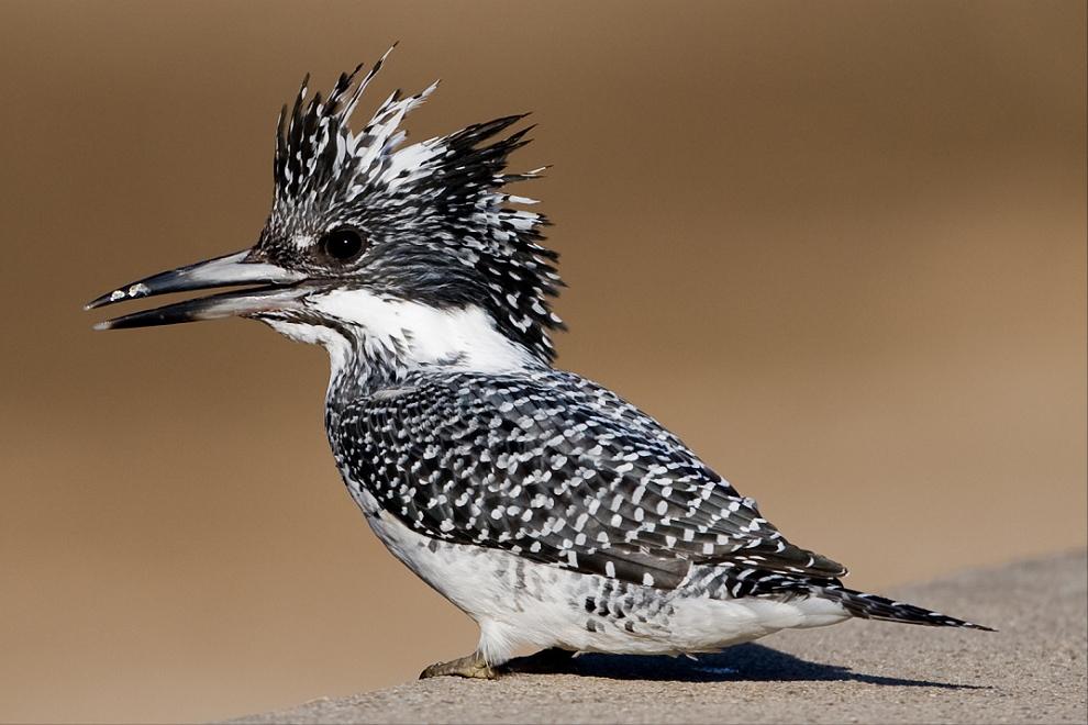 东江揽胜,惠州淡水常见鸟类图谱