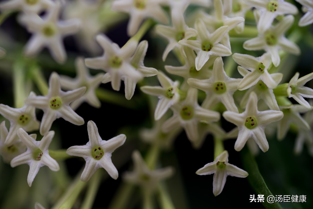 家中常见六种有毒花,室内不宜养的有毒花