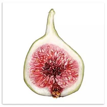 超写实绘画真实吗,超写实的植物绘画