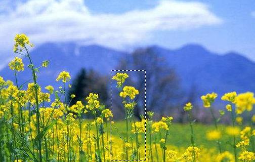 ps2019版矩形选框工具怎么填充颜色,ps选框入门基础知识