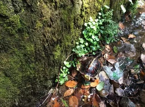 黄缘龟喜欢的植物,黄缘龟有灵性吗