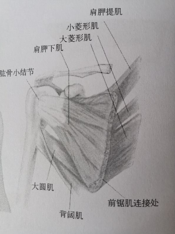 治疗肩周炎有什么药效果好,肩周炎肌无力怎么治