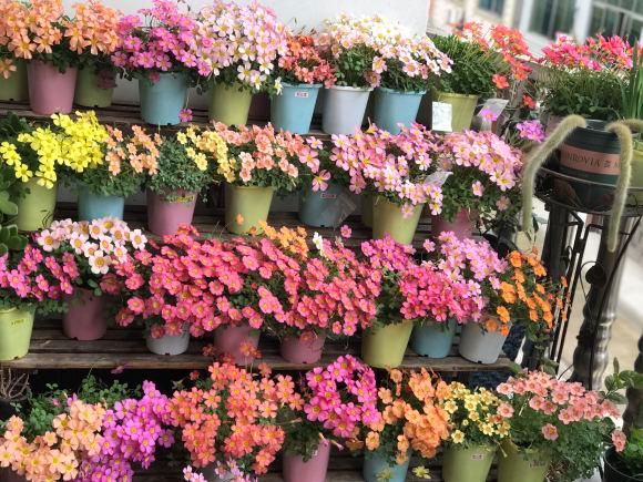 一个小“蒜瓣”,沾土就开花,一平方能养一百盆,生崽一大窝