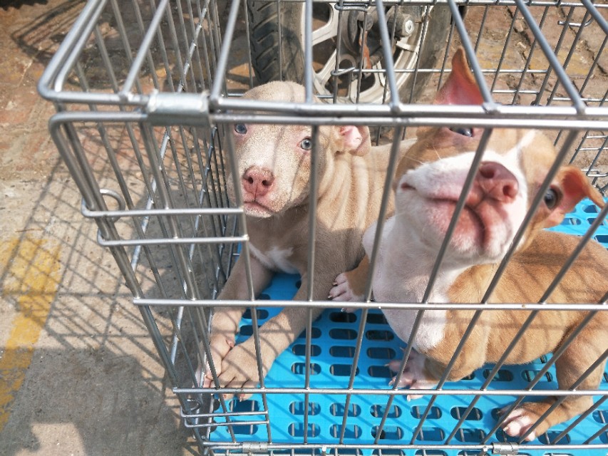 开封狗市抓狗视频,开封狗市拉布拉多和金毛的视频