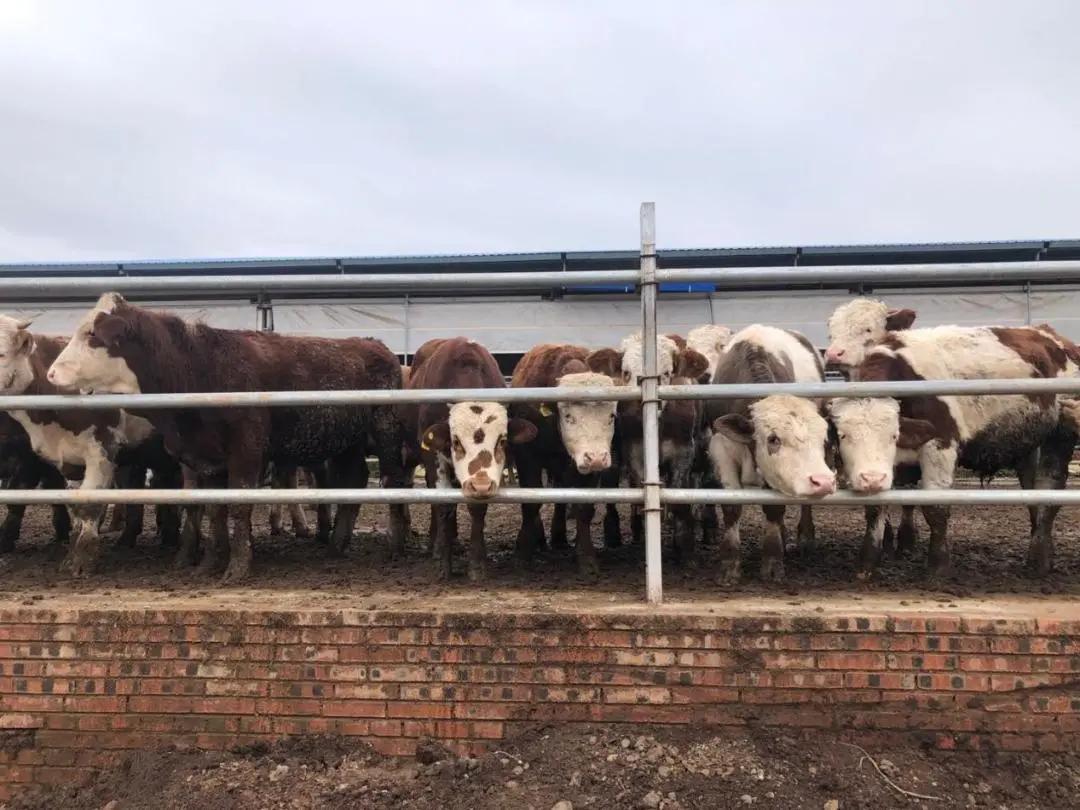 全国140家主流媒体,沉浸式体验汾酒的清香密码