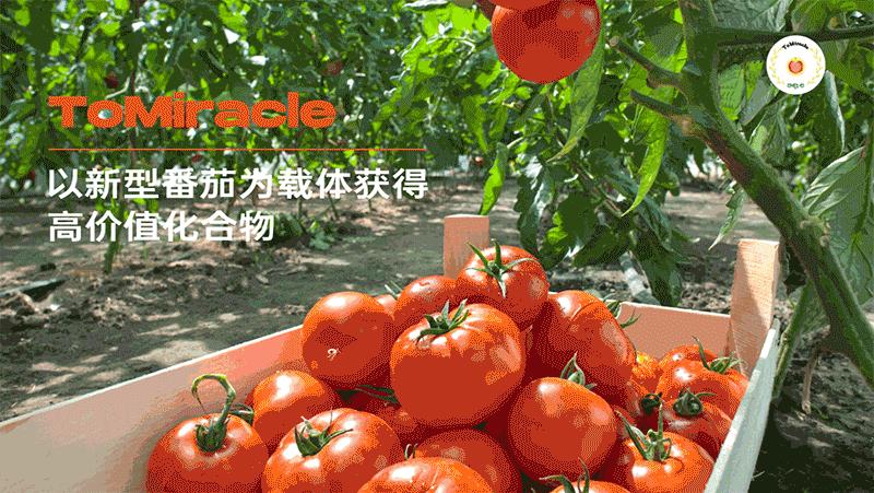 当西红柿遇上烦人的橙子,当番茄遇上西红柿视频