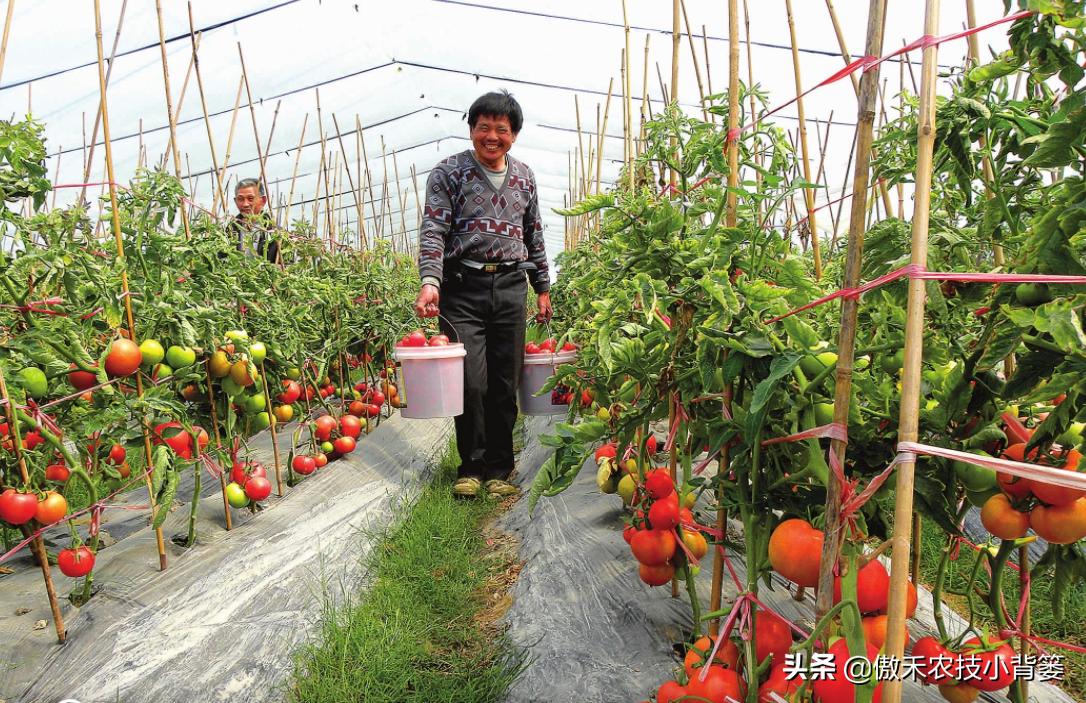 西红柿从播种到采收的视频,西红柿播种到采收需要多少天