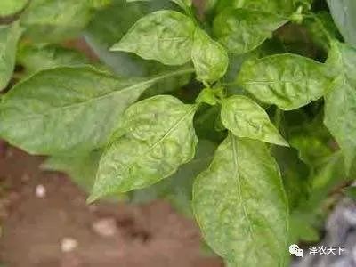 导致辣椒卷叶的原因较多，如何针对性地防治?