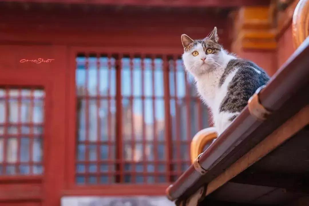 比起故宫猫,毫无颜值的西域骆驼,却在丝绸之路上火了两千多年