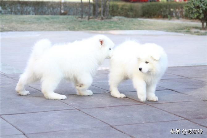 萨摩耶狗狗护食的正确教育方法,萨摩耶宠物怎么养成