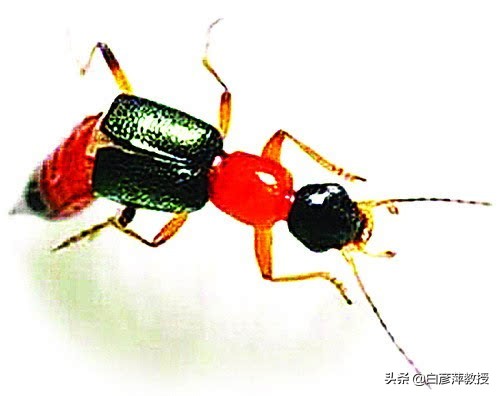 怎样除花草蚊虫叮咬的虫子,毒虫叮咬防虫知识