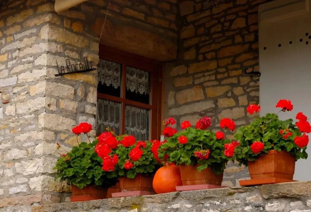 冬天天竺葵叶子发黄是什么原因,什么季节养天竺葵花最好