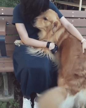 养什么狗好不爱叫,养什么狗不拆家不生病