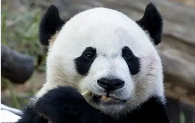 熊猫贝贝回国后的视频,熊猫贝贝回国后最新视频