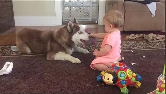 狗子偷偷亲我的第N次，难道不是真爱吗？