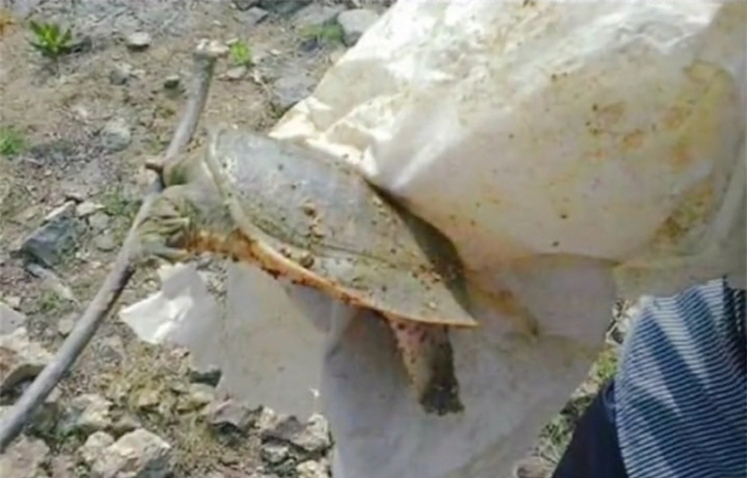 甲鱼养殖诈骗案,养甲鱼被骗