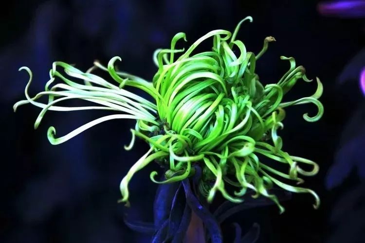 花中四君子菊花国画用笔,花中四君子菊花高清图片