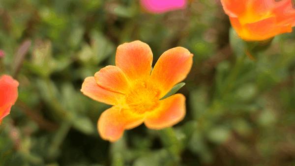 松下全画幅微单s5对焦,松下s5全画幅微单变焦镜头推荐