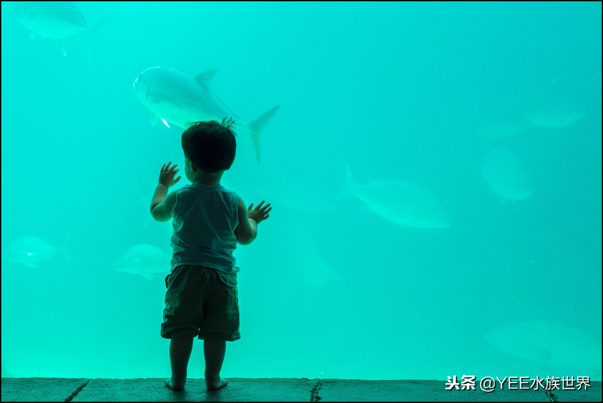 养鱼的心酸和感受,养鱼其实也是一个自我磨练的过程