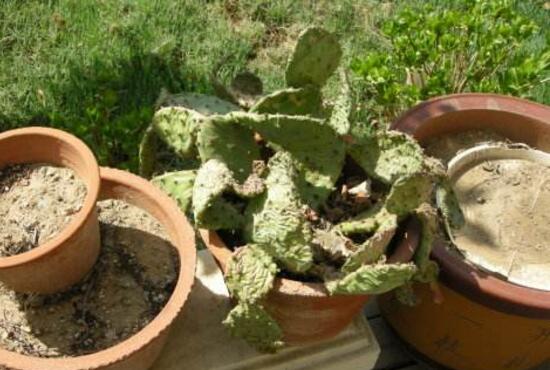 仙人掌嫁接蟹爪兰仙人掌蔫了,仙人掌全软了蔫了怎么办