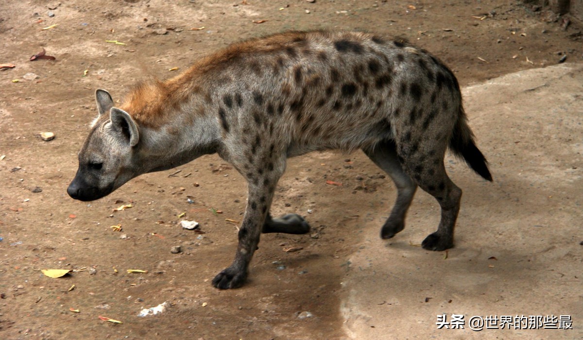 平头哥蜜獾和鬣狗,斑鬣狗对战蜜獾视频