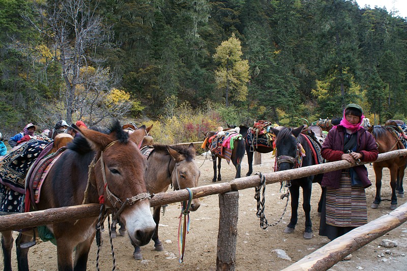 稻城亚丁顶级徒步路线,四川稻城亚丁徒步露营