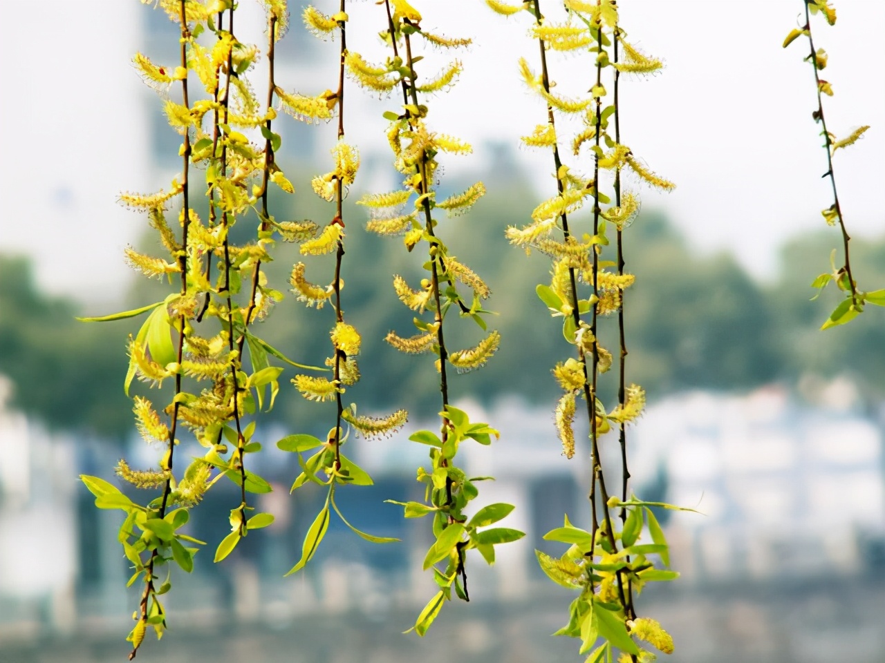 小学生美丽的柳树作文,小学生写春天柳树作文