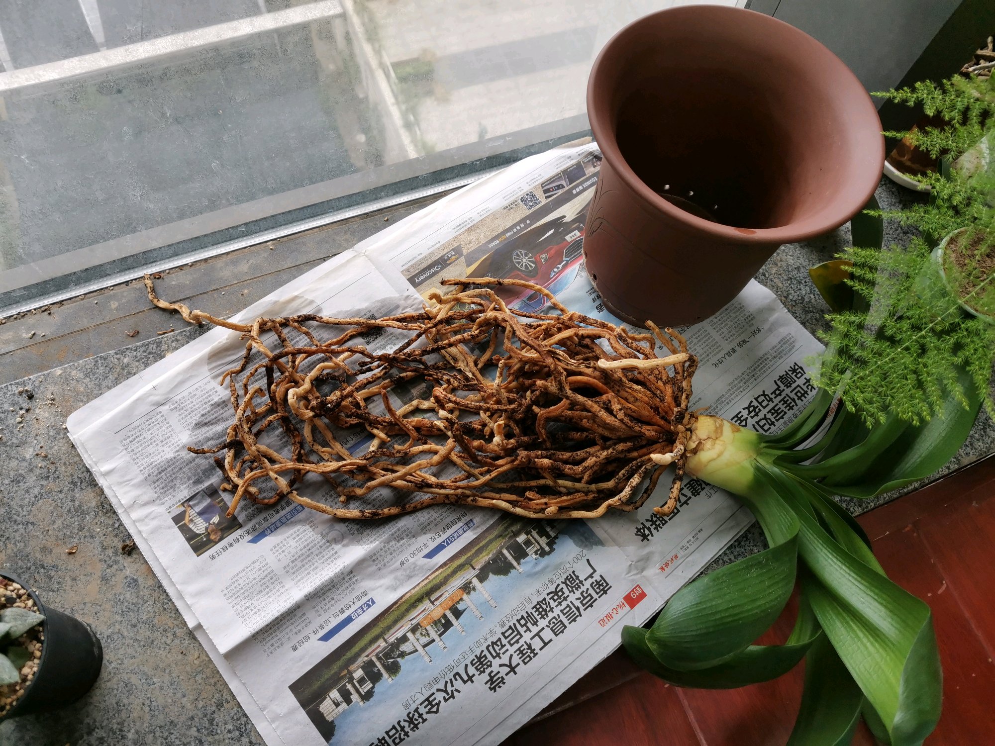 君子兰的根系有多少,君子兰的根系越长越旺