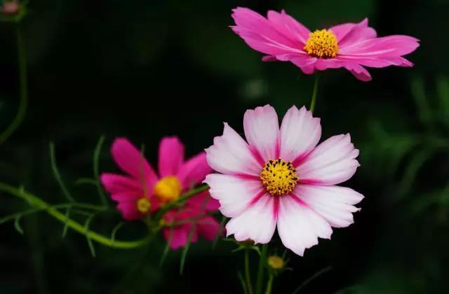 发快手文案句子励志短句霸气,快手励志语录文案素材在哪里找