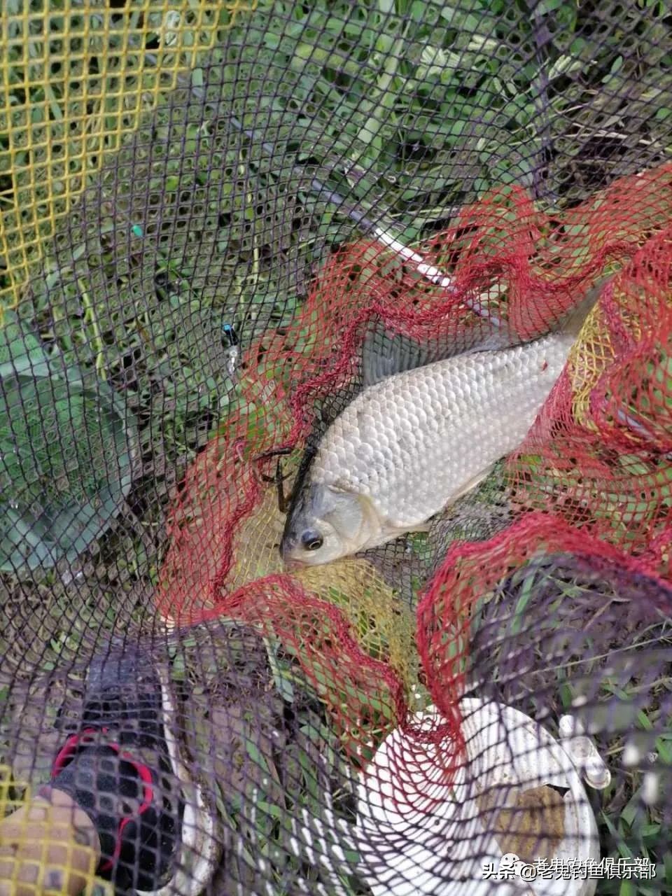 老鬼的生鲜钓饵怎么用,老鬼生鲜钓饵野钓视频