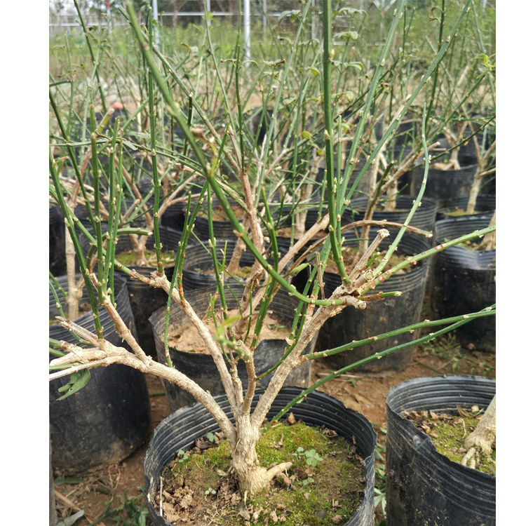 哪个迎春花盆栽品种好,迎春花的图片室内盆栽