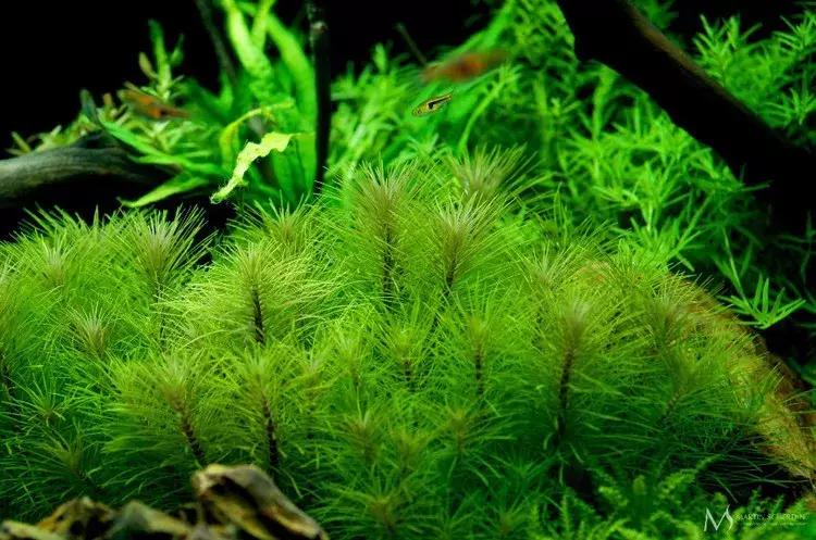 家装室内水系造景设计,家居鱼池假山布局