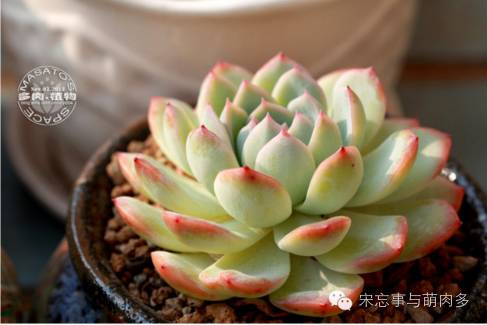 多肉月影系有哪些品种,月影系多肉品种大全