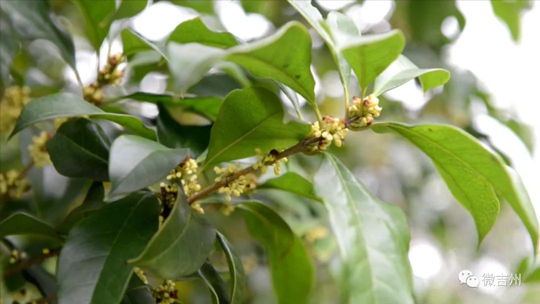 【我们的节日】中秋情浓意更浓欢乐国庆欢乐颂