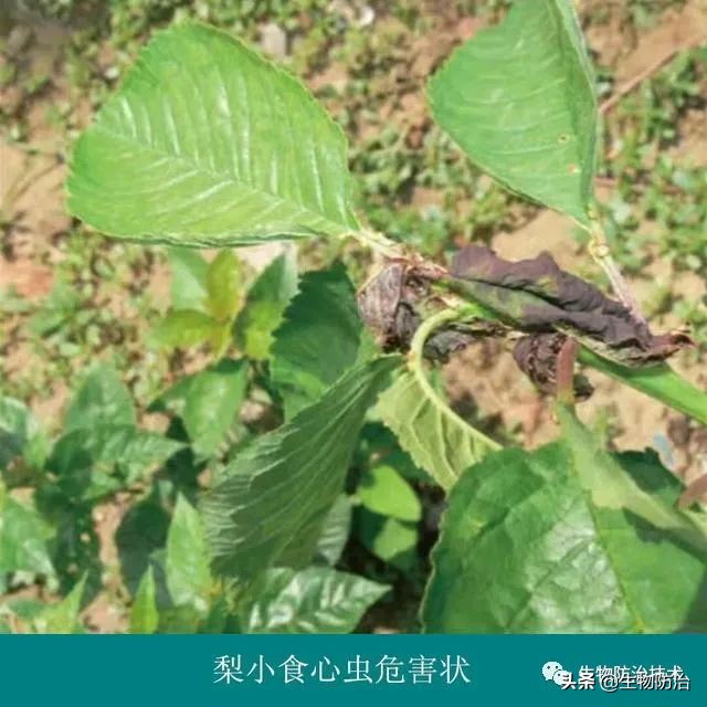 蛀干害虫是钻蛀害虫吗,果树枝干钻蛀害虫图片