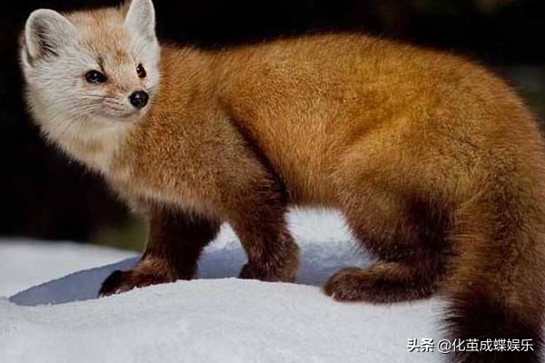 丹麦水貂为什么染新冠病毒,丹麦水貂新冠