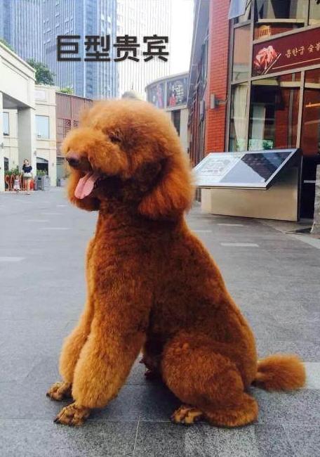 巨型贵宾犬为什么那么少人养,巨型贵宾犬怎么养比较好科普一点