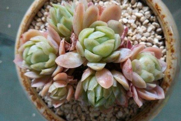 用石头养多肉,白色麦饭石养多肉