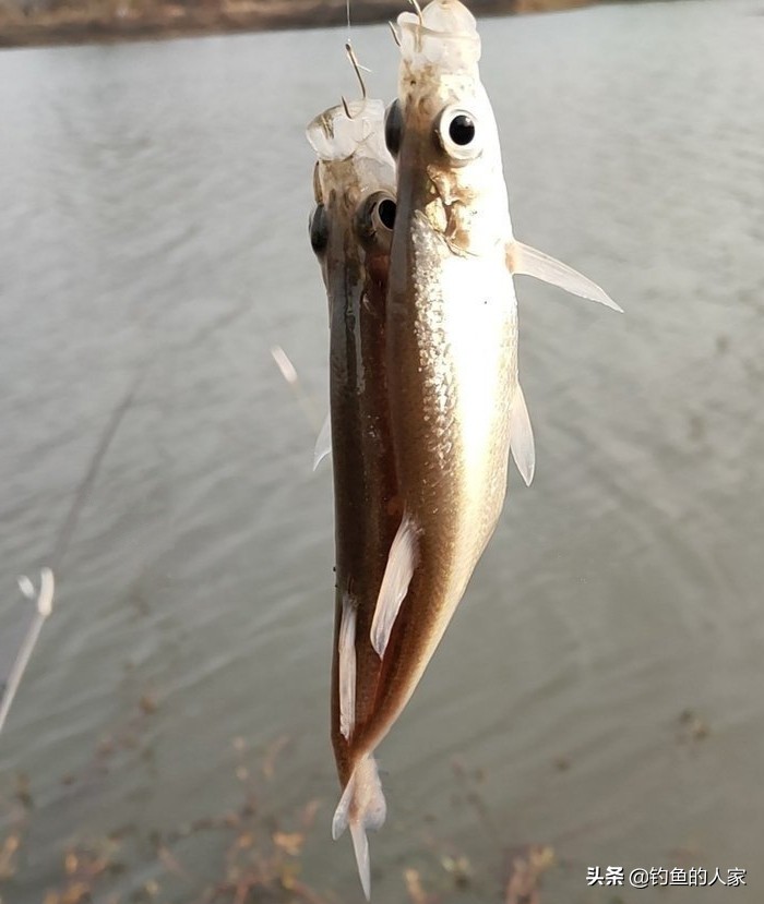 附近野钓大板鲫鱼最新视频,小河沟野钓收获什么鱼