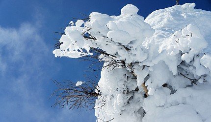 日本藏王山雪怪的最佳观赏期,日本藏王树冰景点