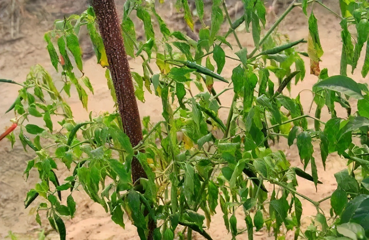 线虫的症状和防治方法,一般常见的线虫有哪些