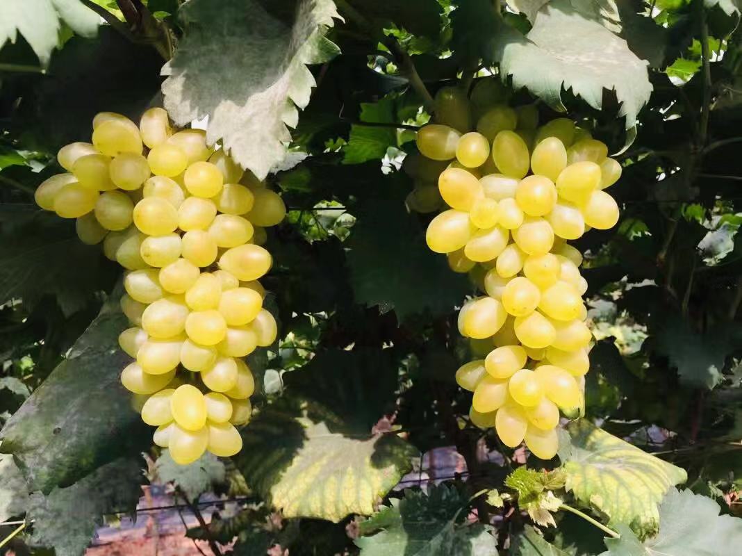 深圳石岩农场生态园攻略,深圳市石岩大树生态农场位置