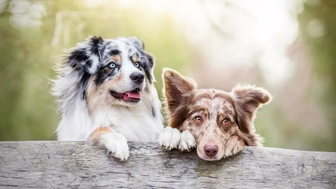狗狗眼睛受伤了怎么看有没有瞎,狗狗眼睛问题大全