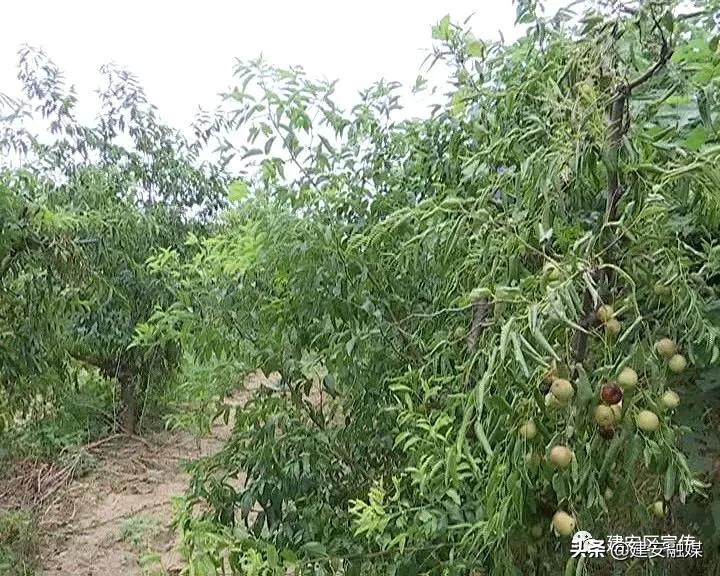 田园农场生态农业发展,许昌果牧香家庭农场