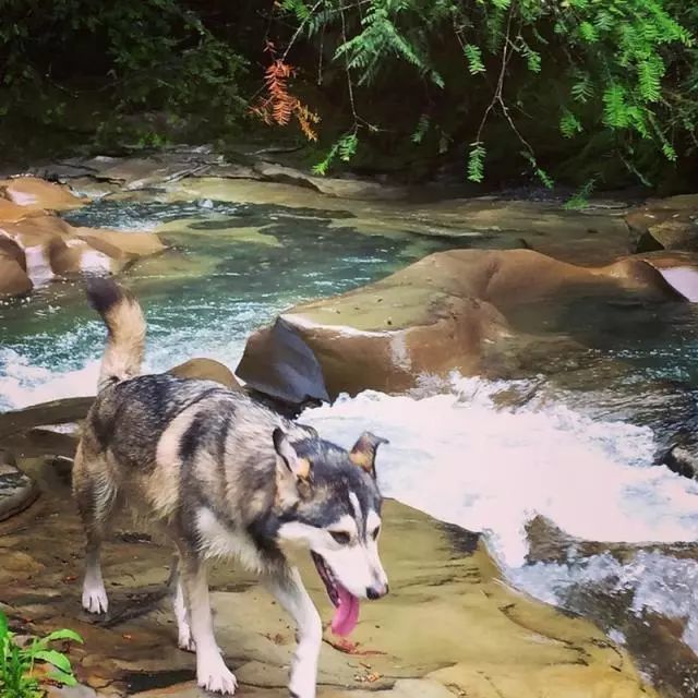 主人回家后发现哈士奇不见了,美国夫妻被抓救出两条狗